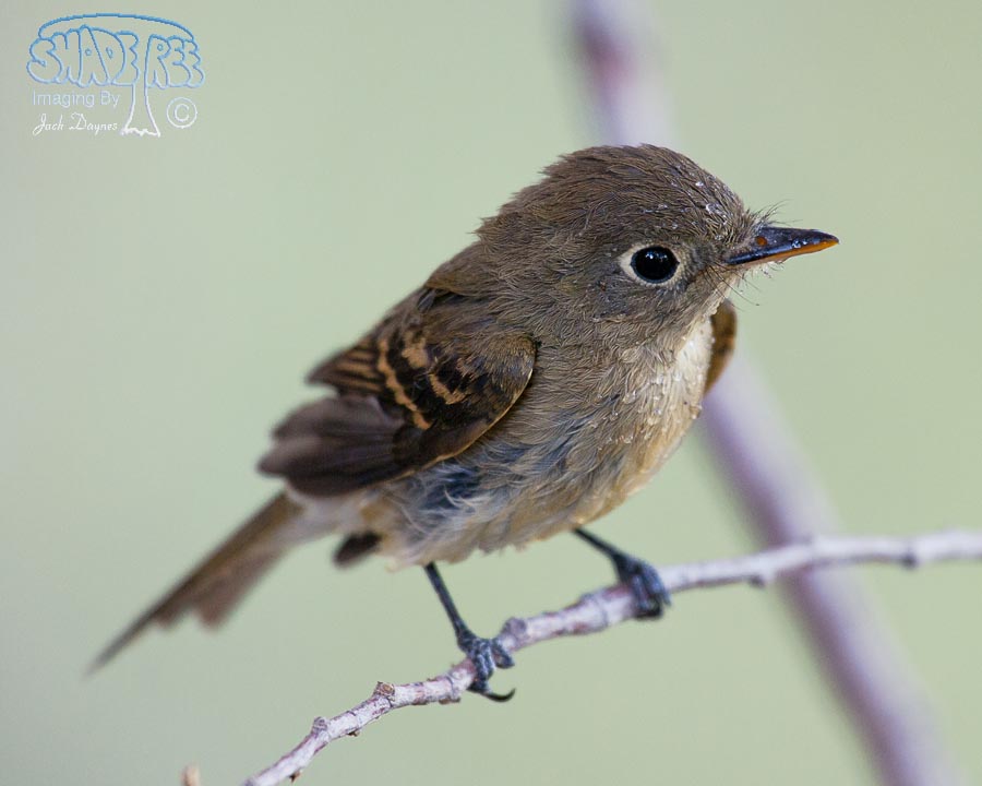 Pacific-Slope Flycatcher - Empidonax difficilis