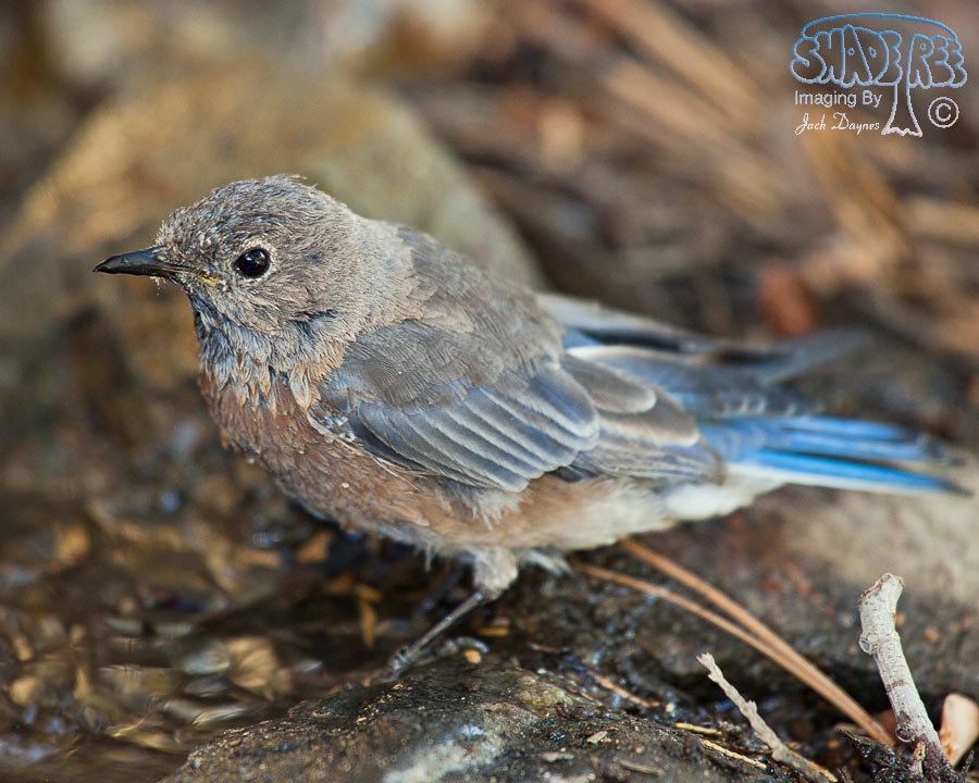 Western Bluebird - Sialia mexicana