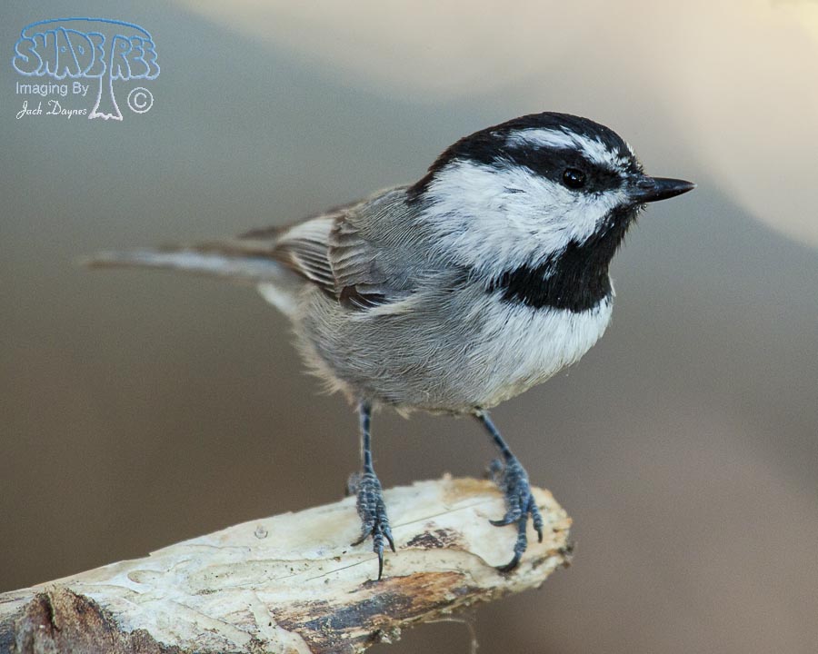 Mountain Chickadee - Poecile gambeli