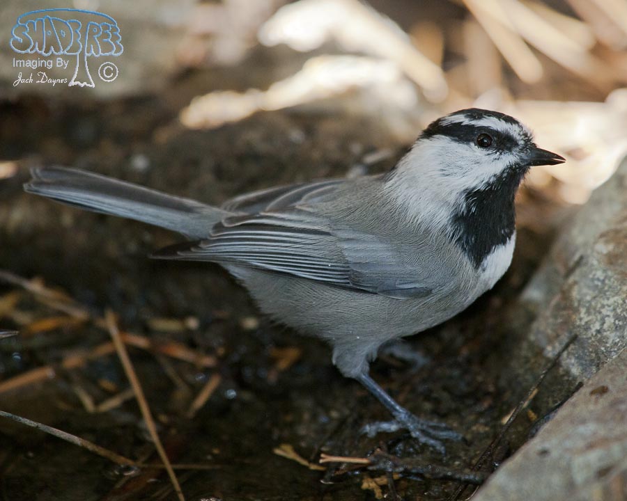 Mountain Chickadee - Poecile gambeli