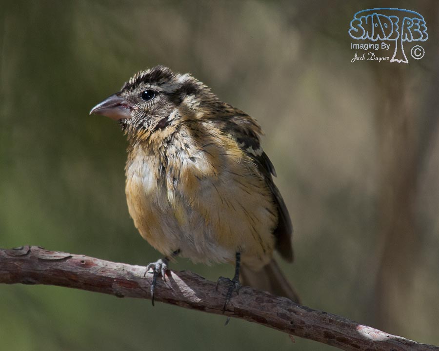 Black-Headed Grosbeak - Pheucticus melanocephalus