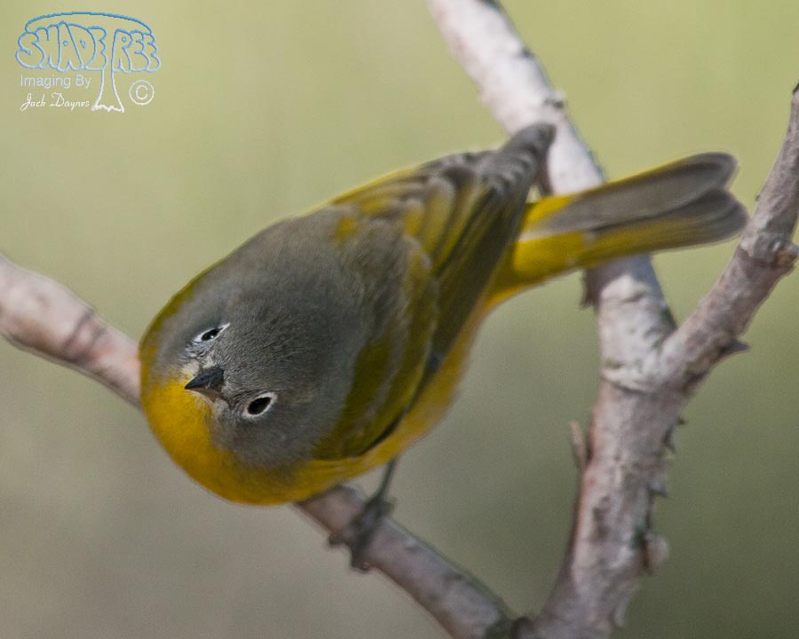 Nashville Warbler - Leiothlypis ruficapilla