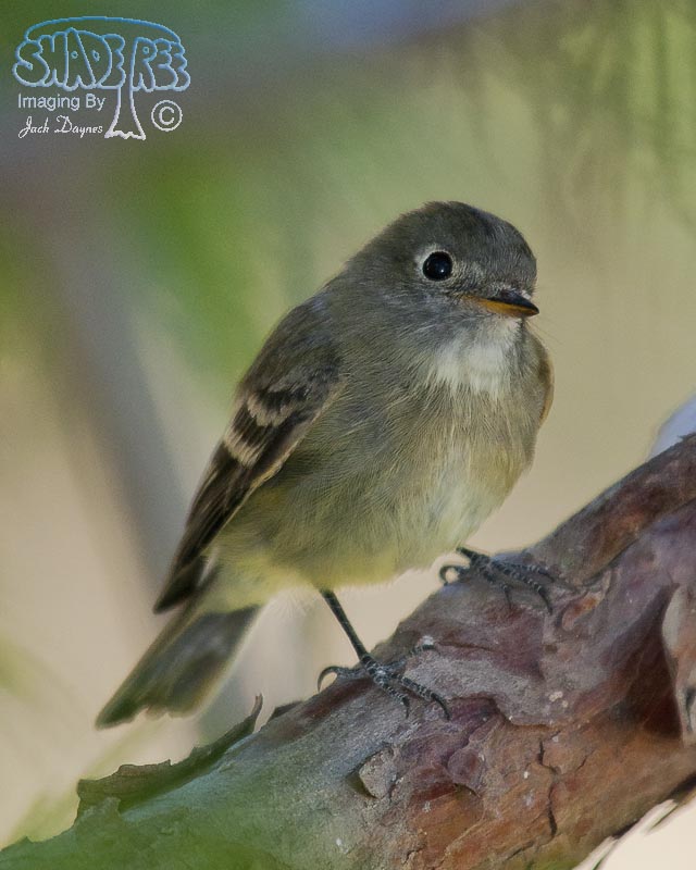 Dusky Flycatcher - Empidonax oberholseri