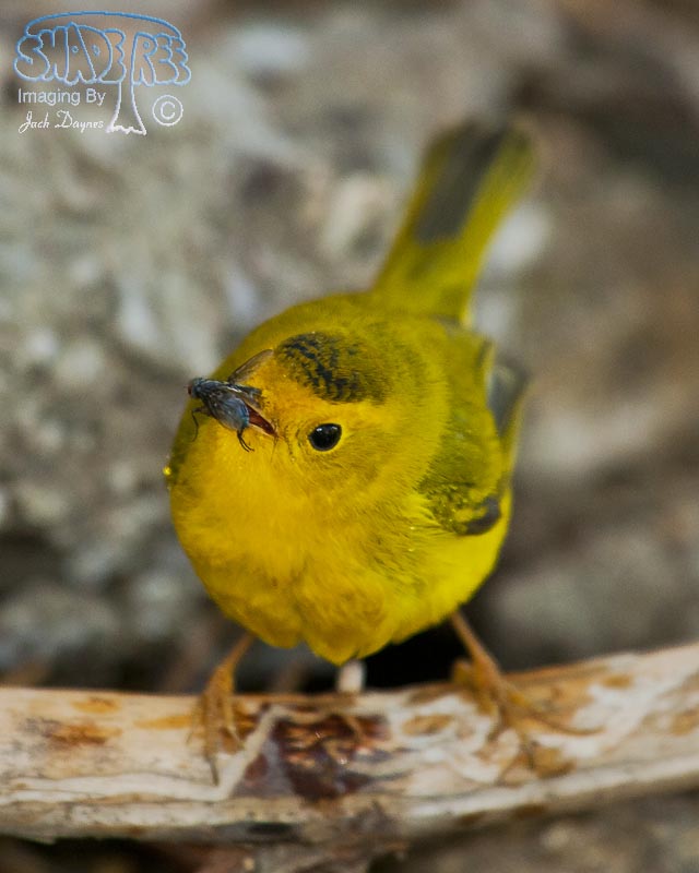 Wilson's Warbler - Cardellina pusilla