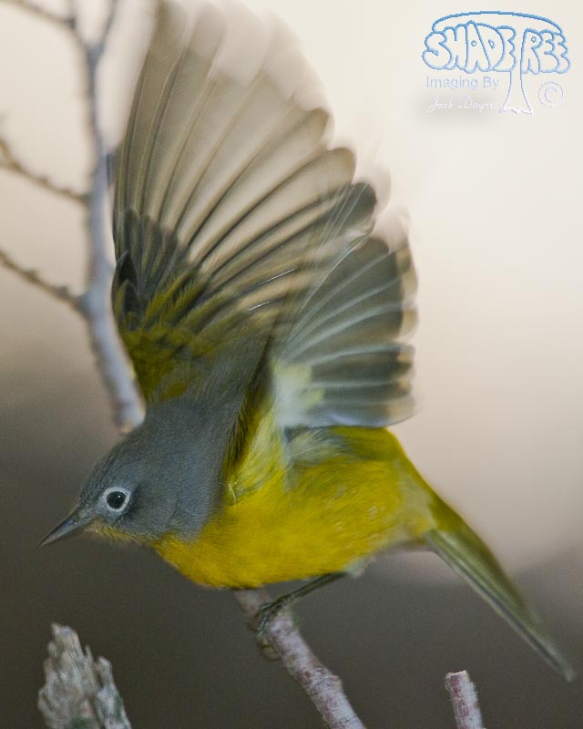 Nashville Warbler - Oreothlypis ruficapilla
