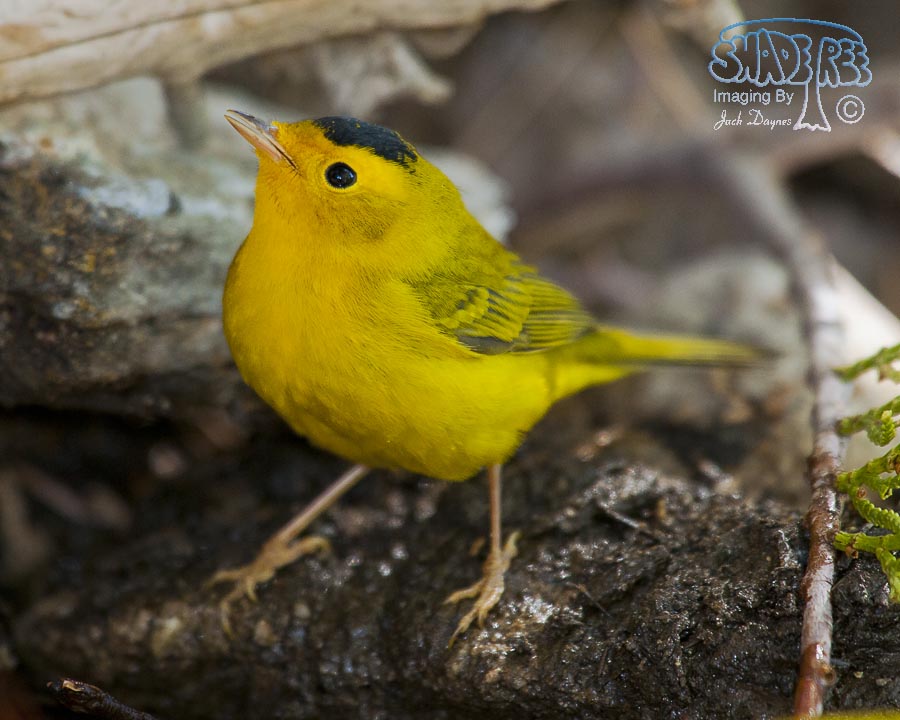 Wilson's Warbler - Cardellina pusilla