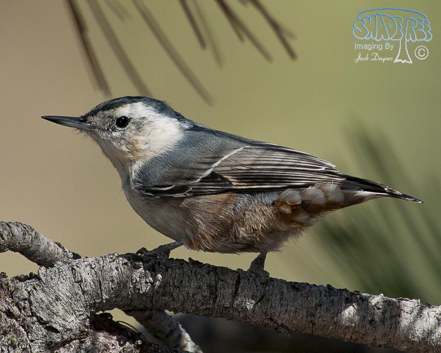 White-Breasted Nuthatch - Sitta carolinensis