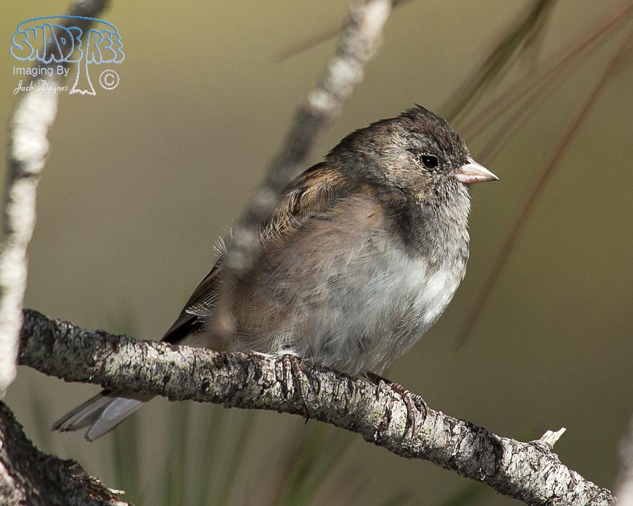 Dark-Eyed Junco - Junco hyemalis