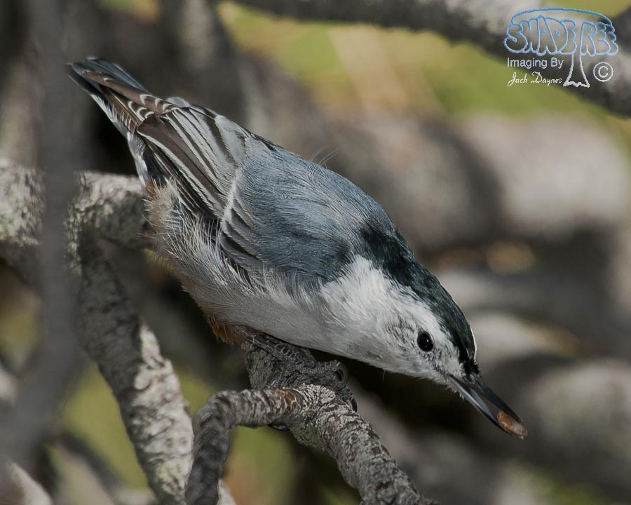 White-Breasted Nuthatch - Sitta carolinensis
