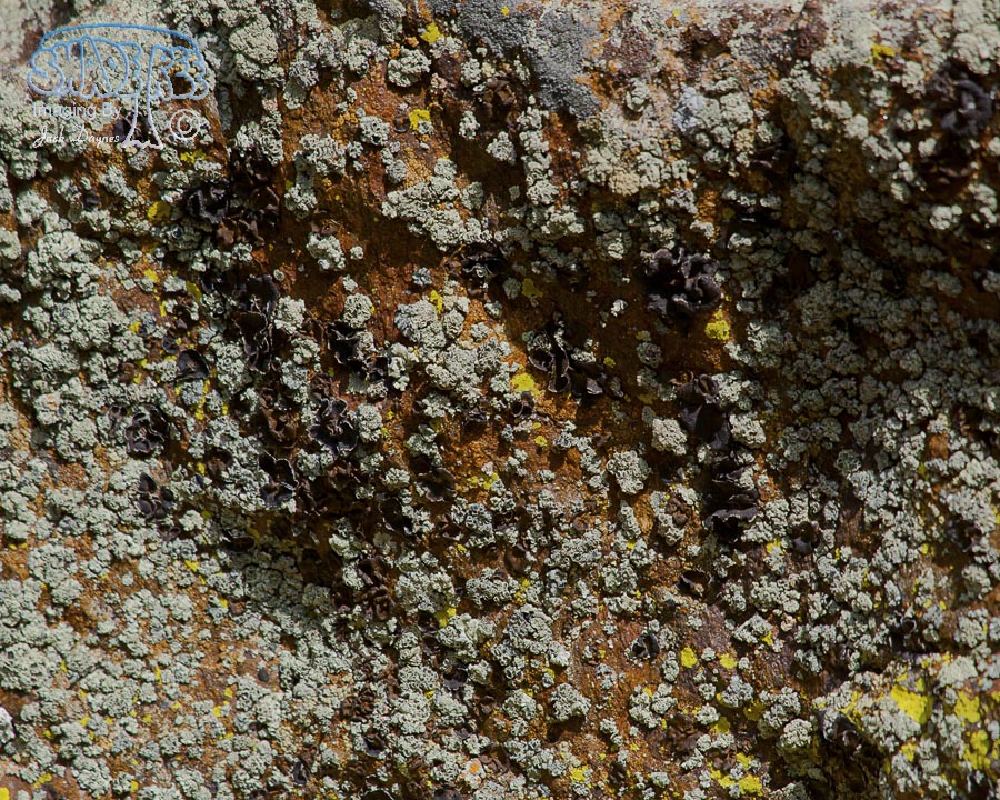 Mountain Lichen - Unknown