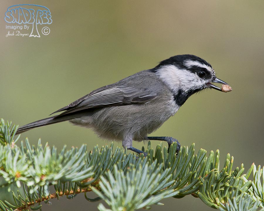 Mountain Chickadee - Poecile gambeli