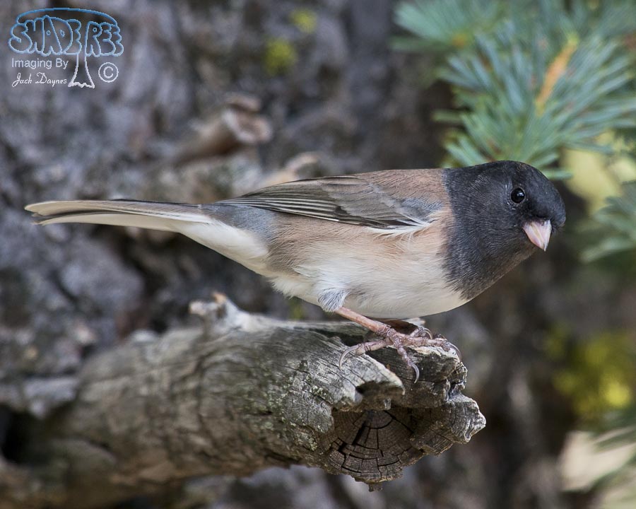 Dark-Eyed Junco - Junco hyemalis