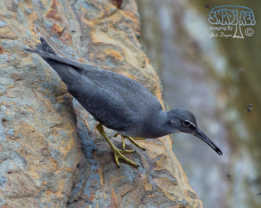 Wandering Tattler - Tringa incana