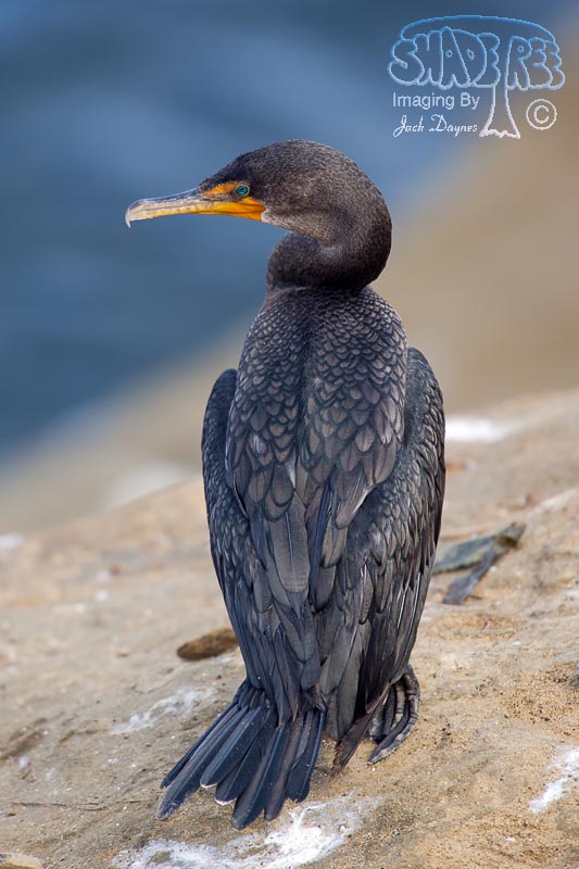 Double-Crested Cormorant - Phalacrocorax auritus