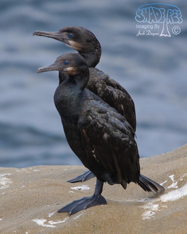 Brandt's Cormorant - Phalacrocorax penicillatus