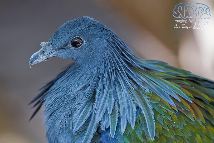 Nicobar Pigeon - Caloenas nicobarica
