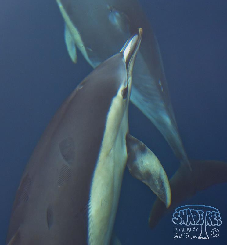 Common Dolphin - Delphinus delphis