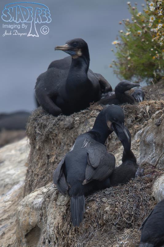 Brandt's Cormorant - Urile penicillatus