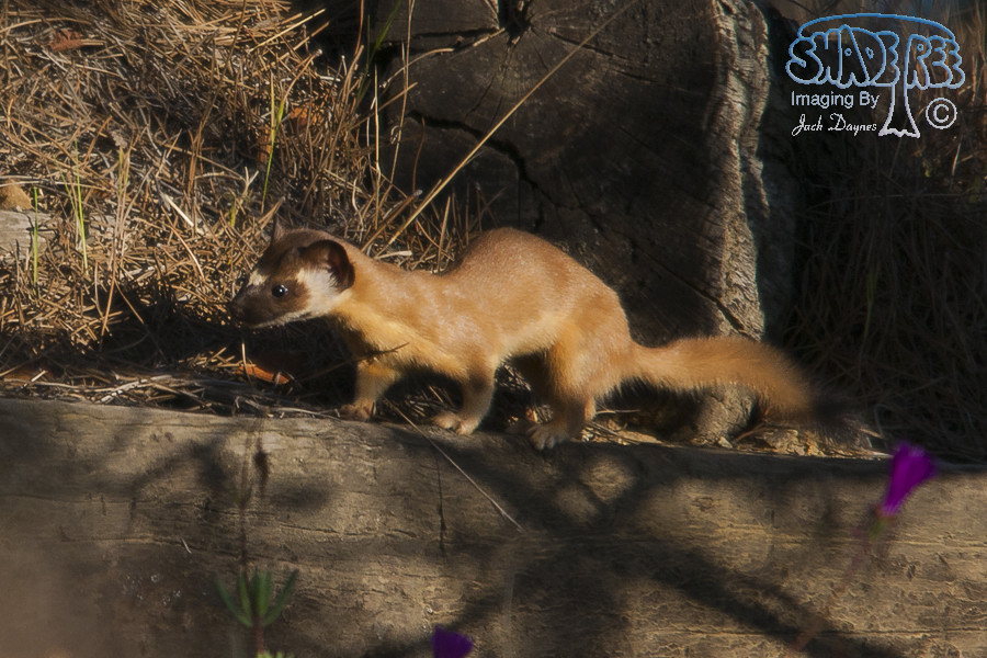 Long-Tailed Weasel - Mustela frenata