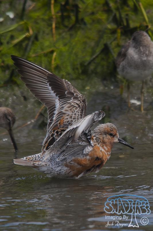 Red Knot - Calidris canutus