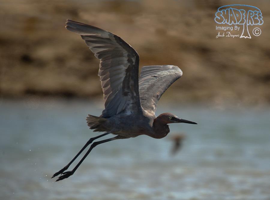 Reddish Egret - Egretta rufescens