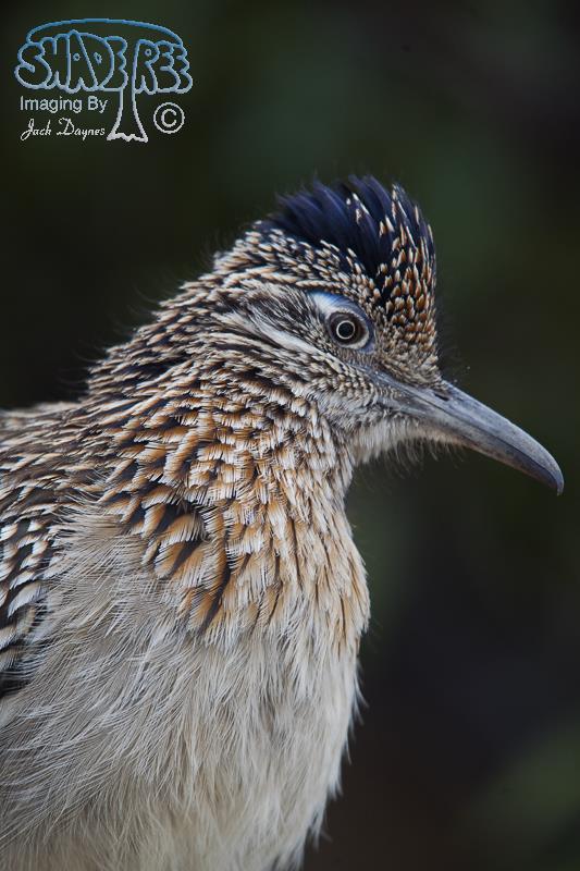 Greater Roadrunner - Geococcyx californianus
