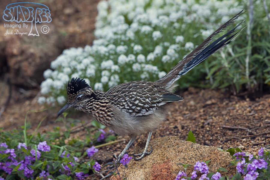 Greater Roadrunner - Geococcyx californianus