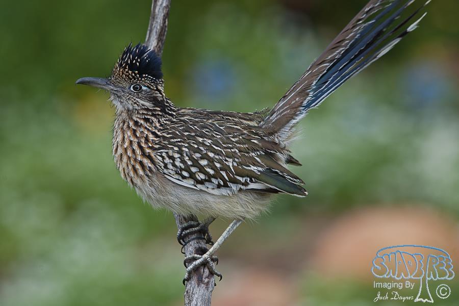 Greater Roadrunner - Geococcyx californianus