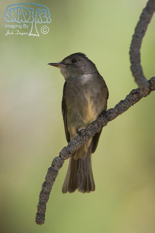 Western Wood-Pewee - Contopus sordidulus