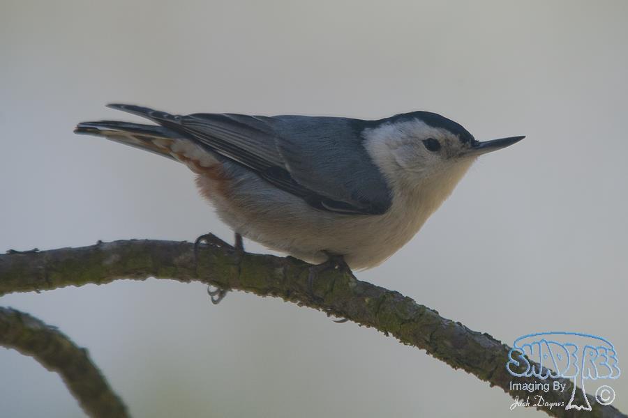White-Breasted Nuthatch - Sitta carolinensis