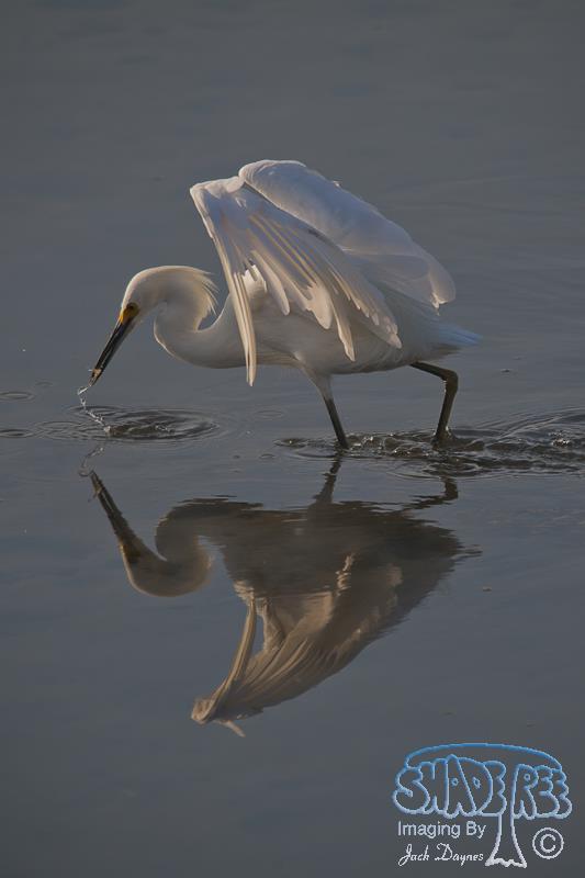Snowy Egret - Egretta thula