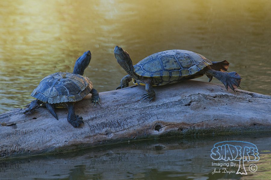 Red-Eared Slider - Trachemys scripta