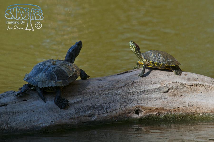 Red Eared Slider - Trachemys scripta
