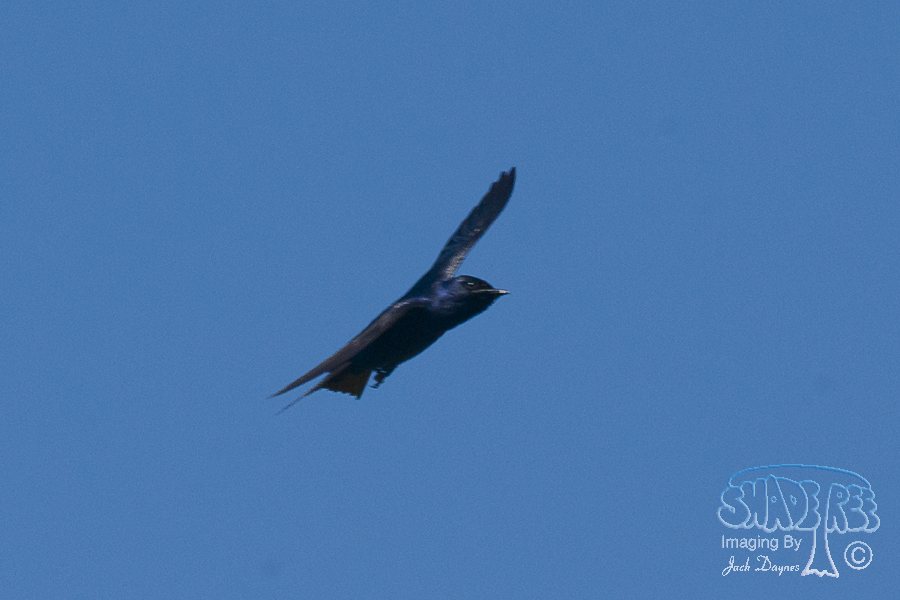 Purple Martin - Progne subis