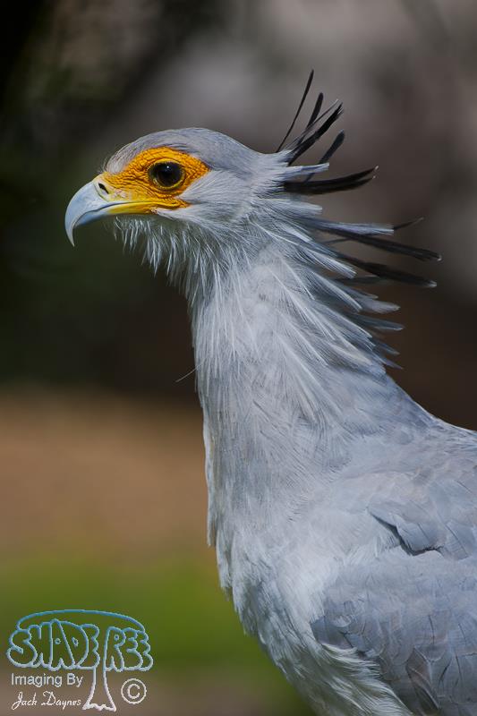 Secretarybird - Sagittarius serpentarius