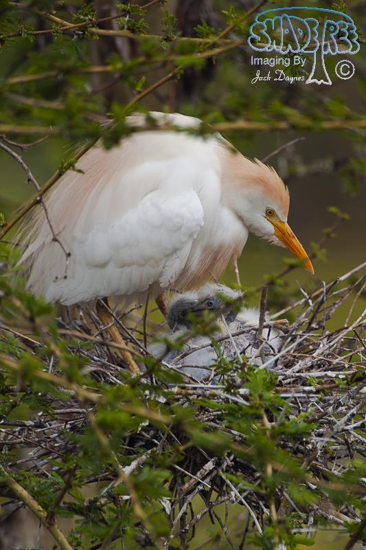 Cattle Egret - Bubulcus ibis