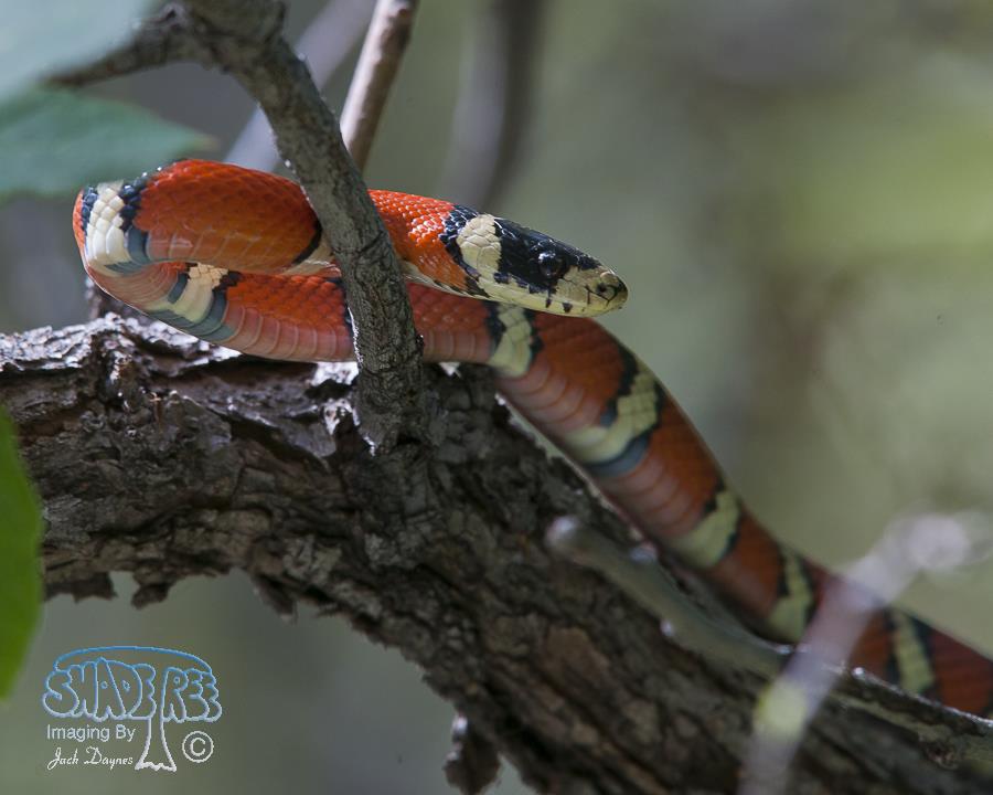 Sonoran Mountain Kingsnake - Lampropeltis pyromelana pyromelana
