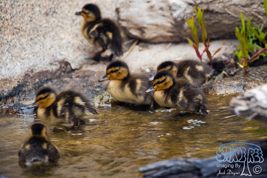 Mallard - Anas platyrhynchos