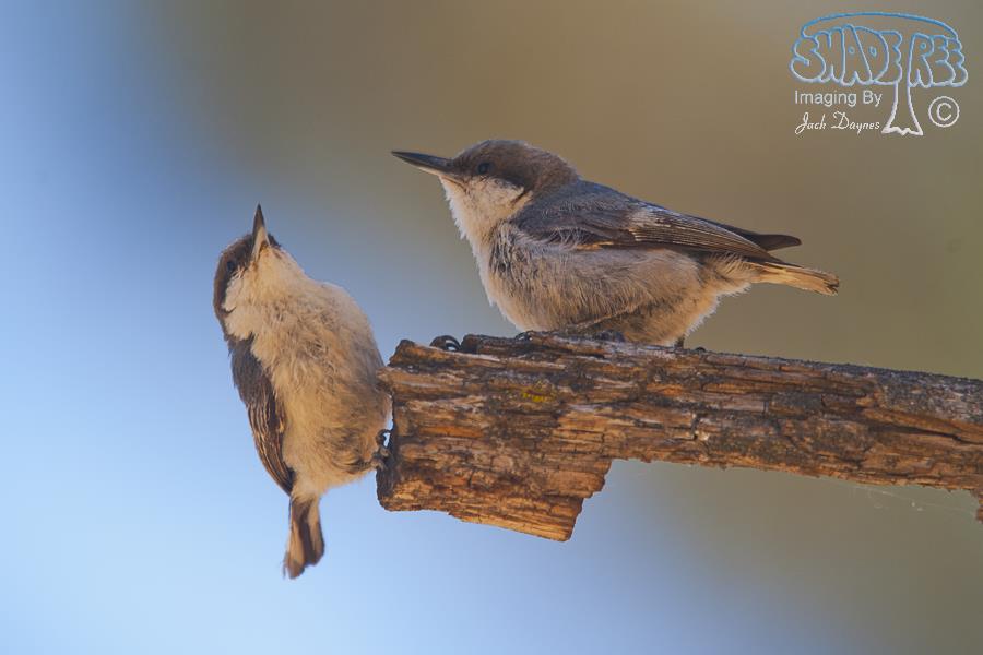 Pygmy Nuthatch - Sitta pygmaea