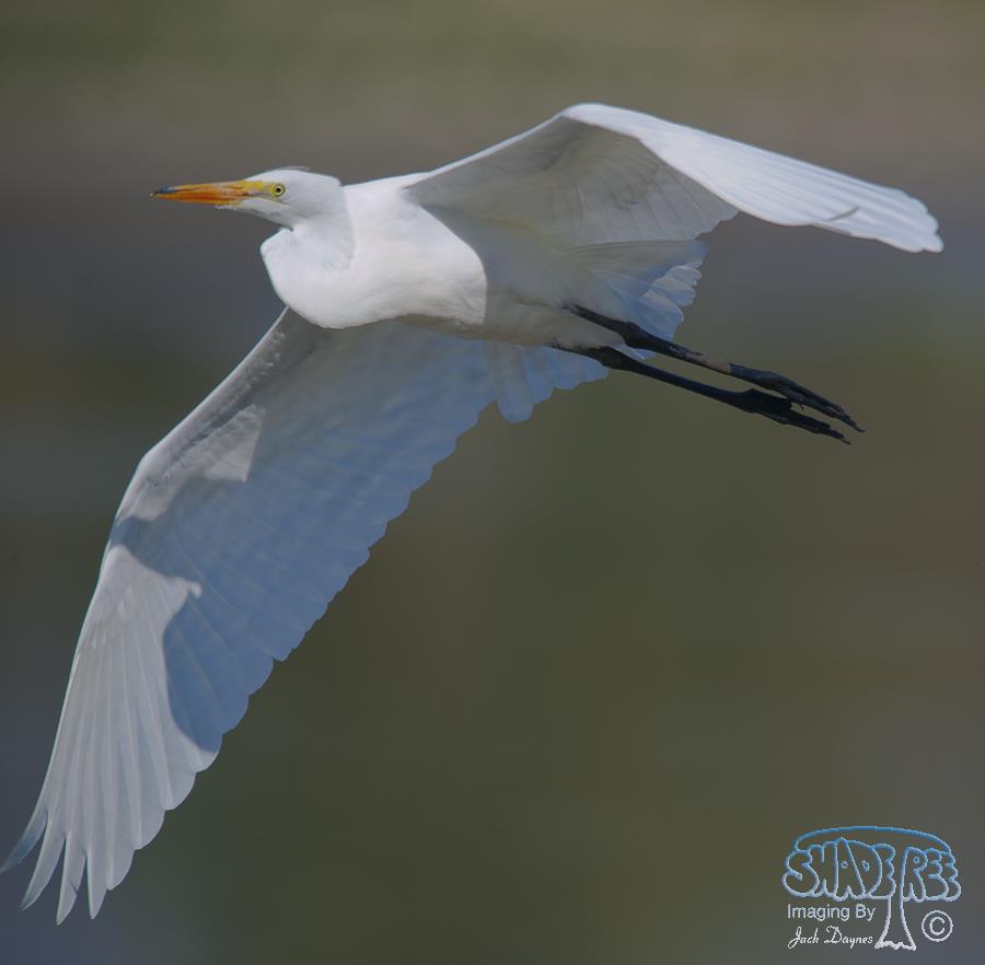 Great Egret - Ardea alba