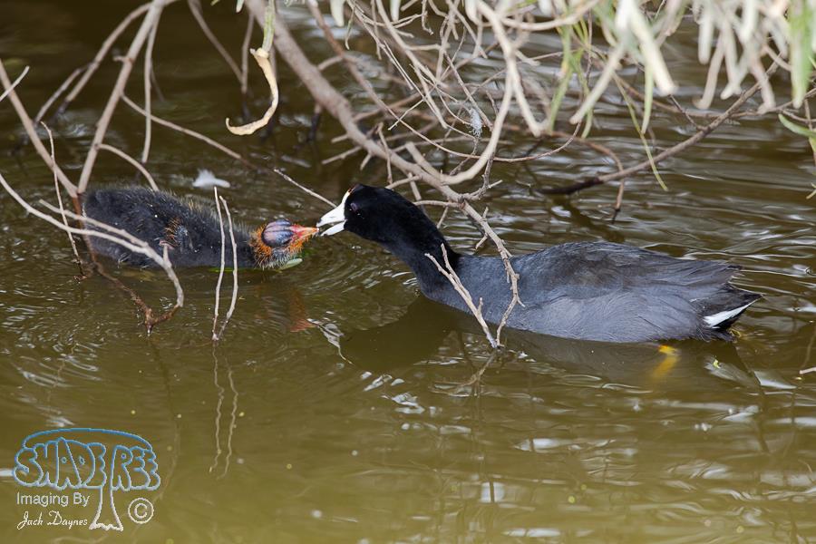 American Coot - Fulica americana