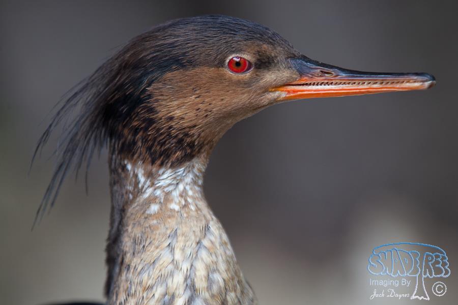 Red-Breasted Merganser - Mergus serrator