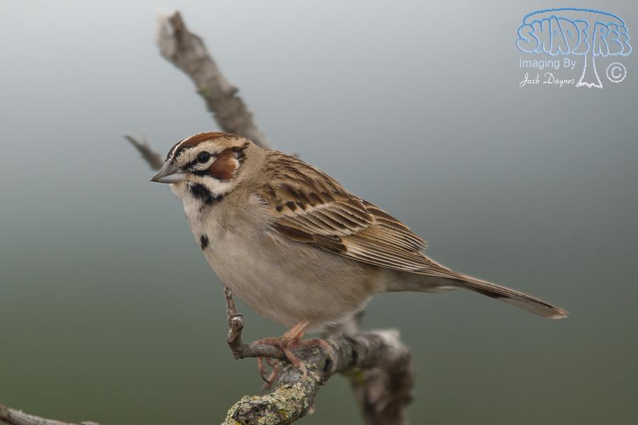 Lark Sparrow - Chondestes grammacus