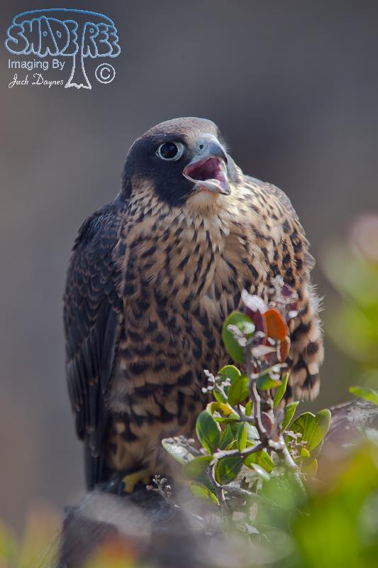 Peregrine Falcon - Falco peregrinus