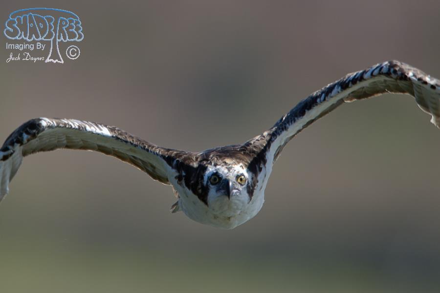Osprey - Pandion haliaetus