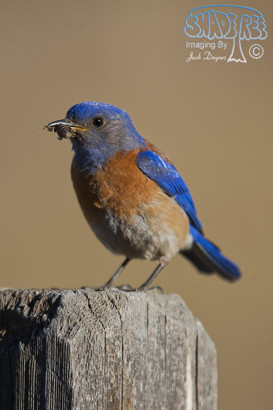Western Bluebird - Sialia mexicana