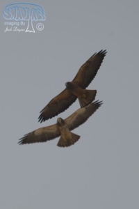 2012-03-24 Borrego Springs Hawk Watch