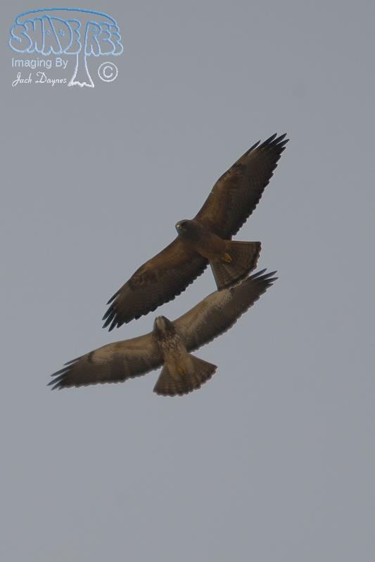 Swainson's Hawk - Buteo swainsoni