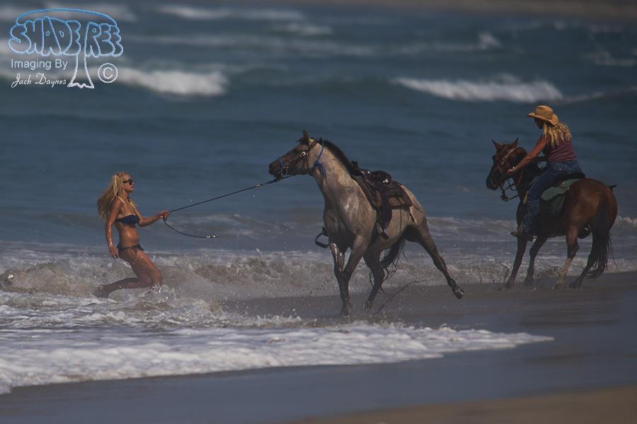 Horse Training - Equus ferus caballus