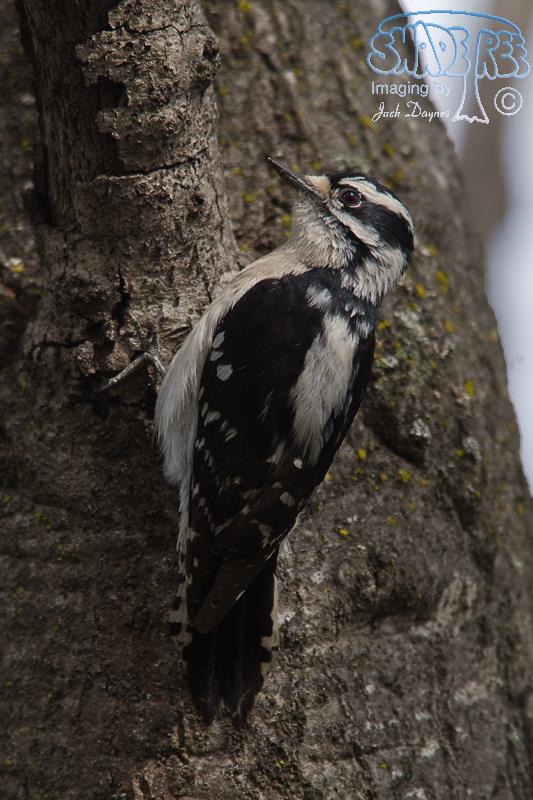 Downy Woodpecker - Dryobates pubescens